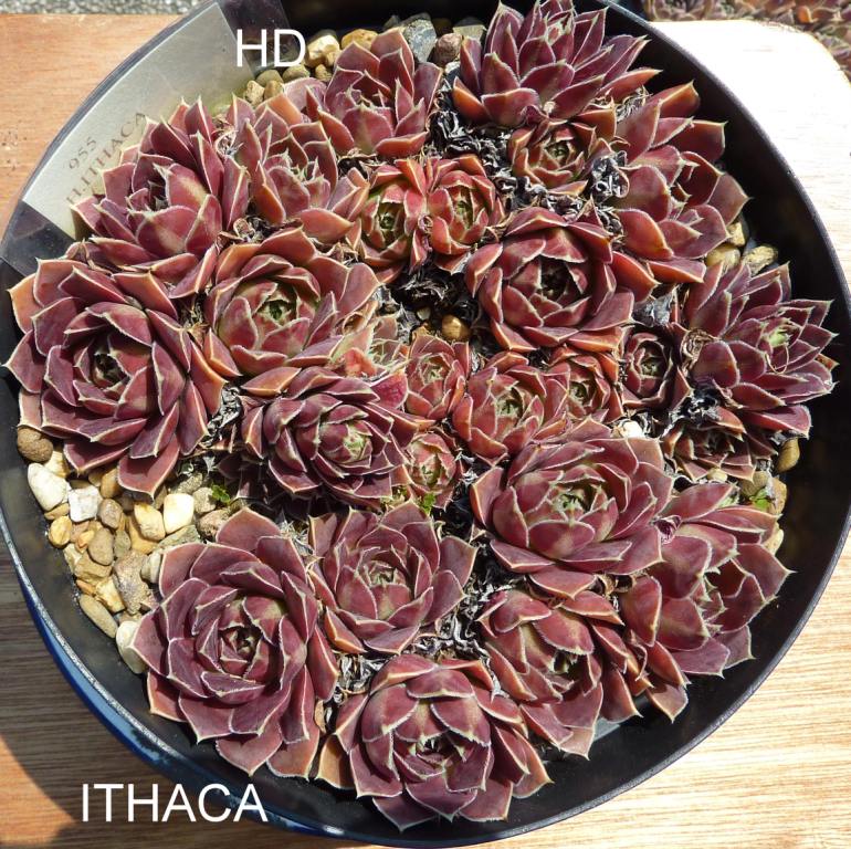 Ithaca / Jovi
