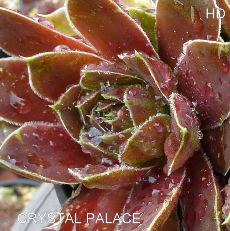 Crystal Palace / Jovi