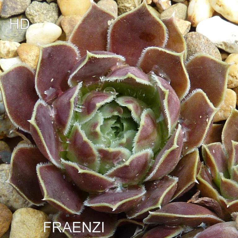 Fraenzi / Jovi