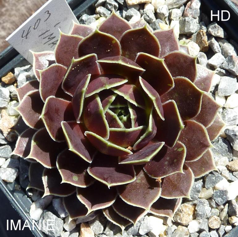 Imanie / Jovi
