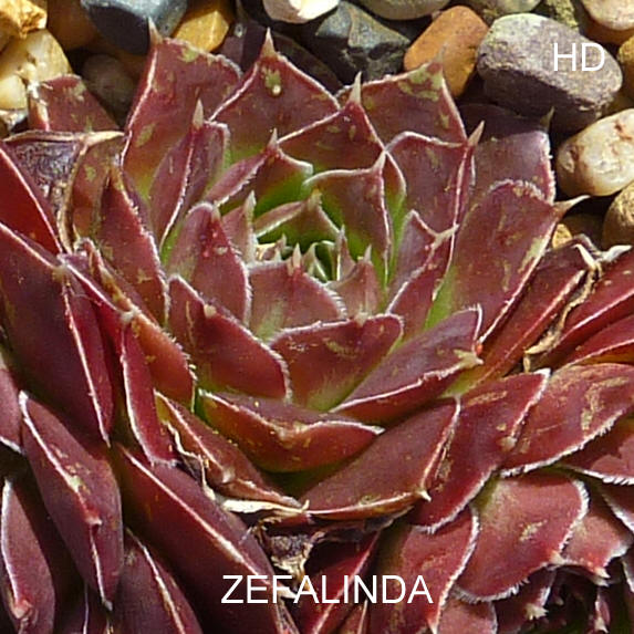 Zefalinda / Jovi
