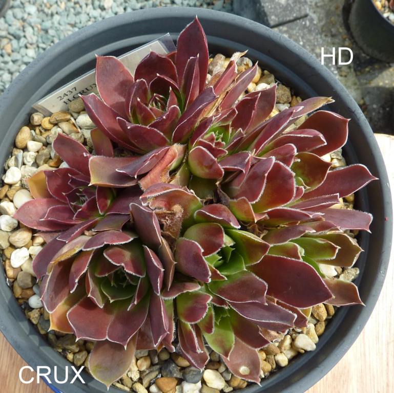 Crux / Jovi