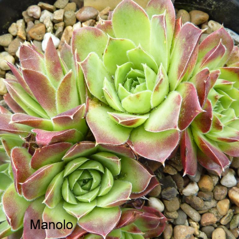 Manolo / Jovi