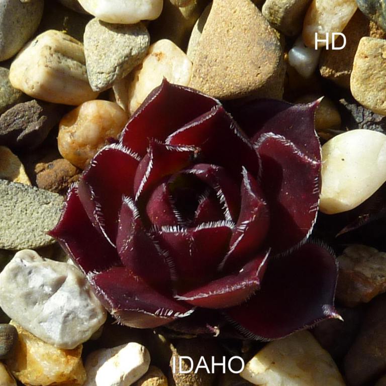 Idaho / Jovi