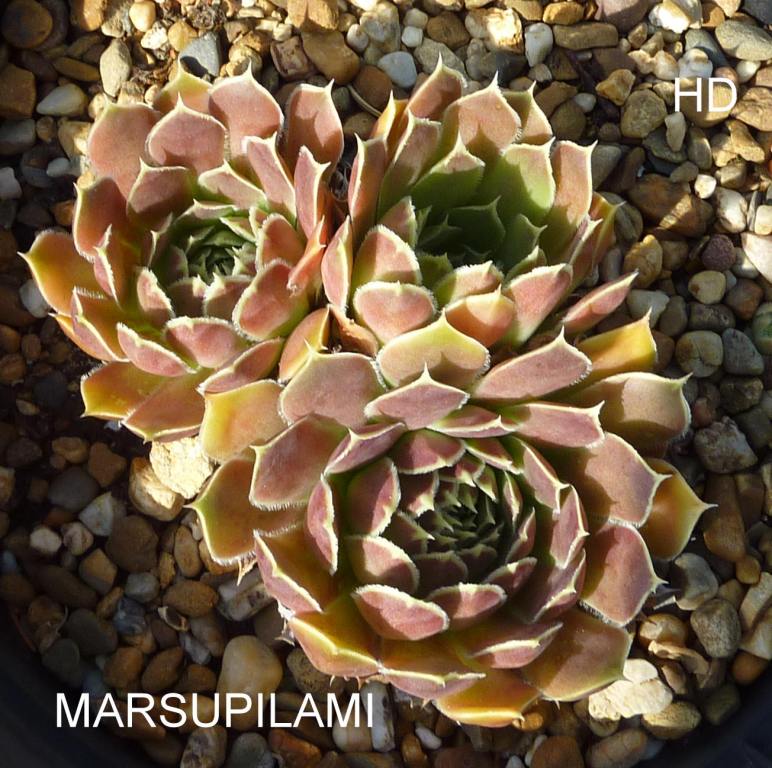 Marsupilami / Jovi