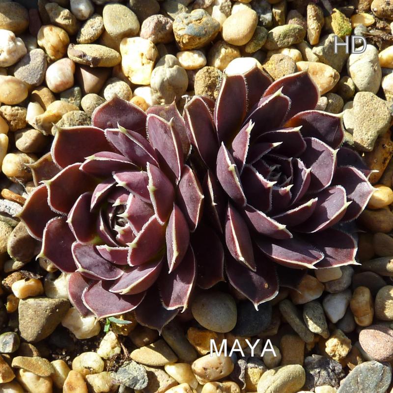 Maya / Jovi