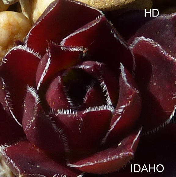 Idaho / Jovi
