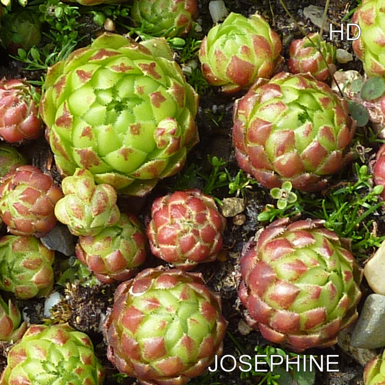 Josephine / Jovi