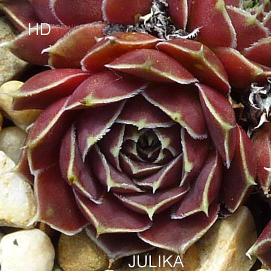 Julika / Jovi