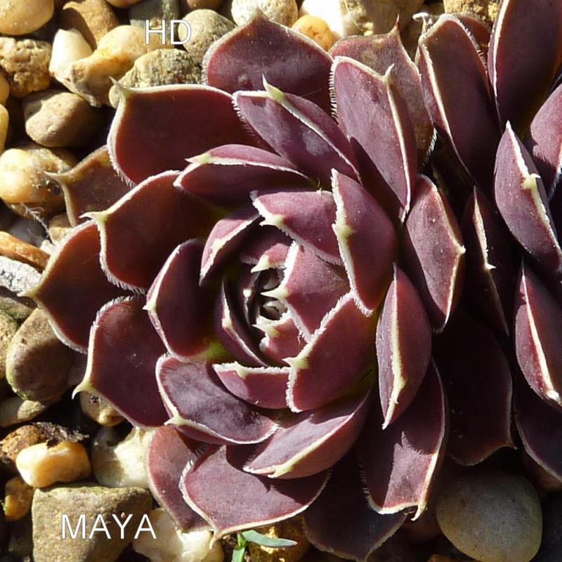 Maya / Jovi