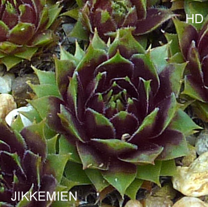 Jikkemien