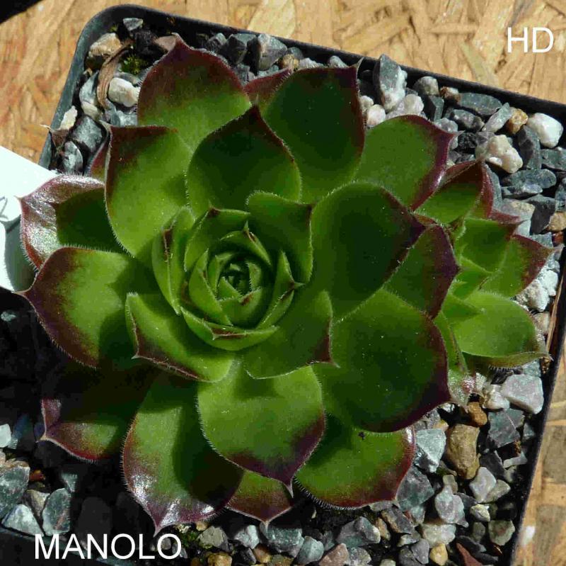 Manolo / Jovi