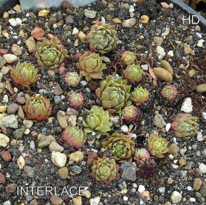 Interlace