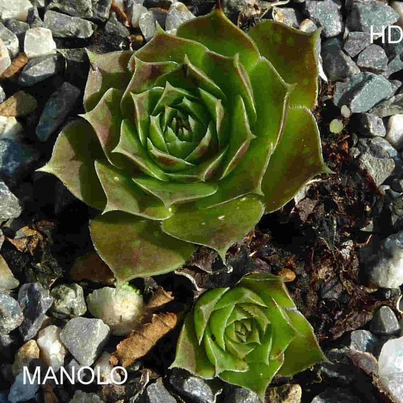 Manolo / Jovi