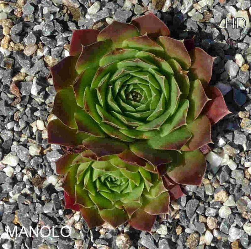 Manolo / Jovi