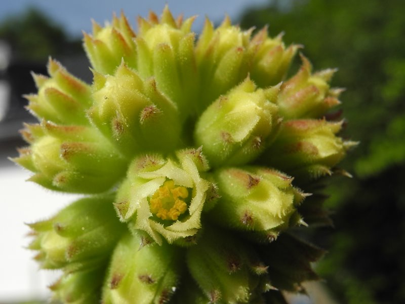 Marsupilami / Jovi