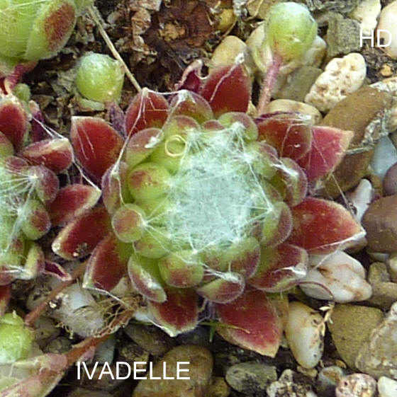 Ivadelle