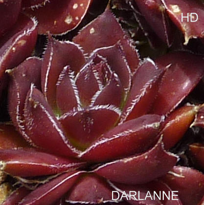 Darlanne / Jovi