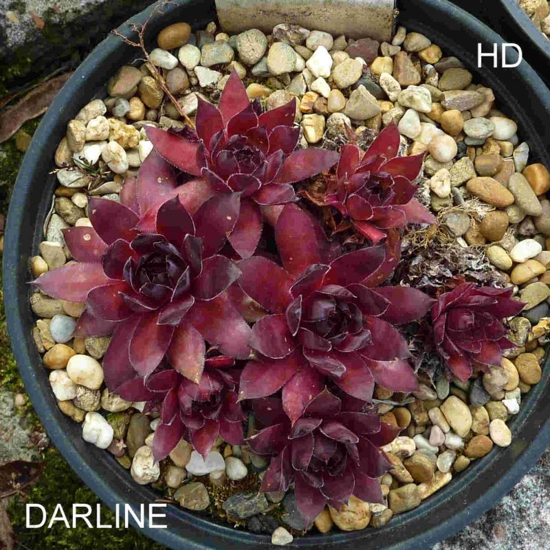 Darline