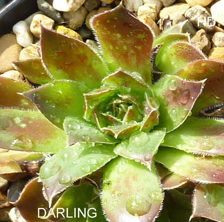 Darling / Jovi