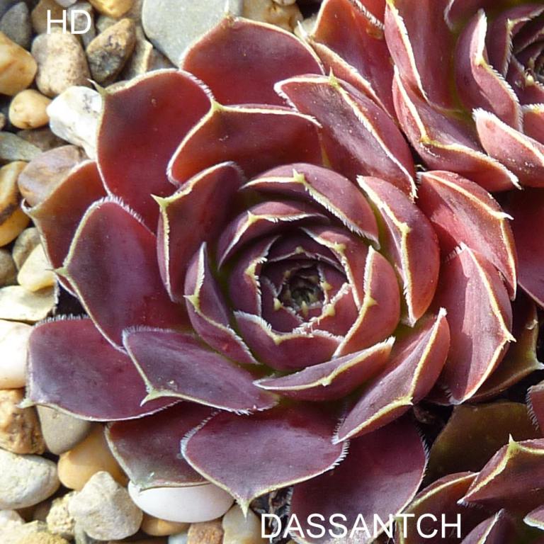 Dassantch / Jovi
