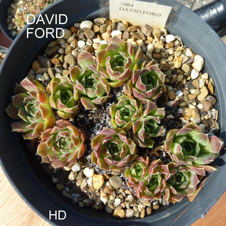 David Ford / Jovi