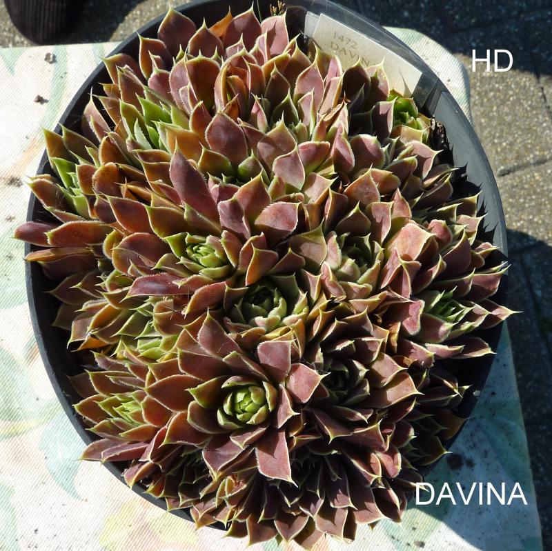 Davina / Jovi