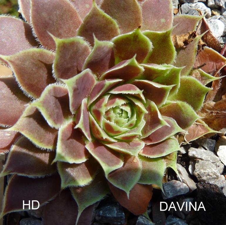 Davina / Jovi
