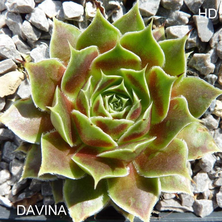 Davina / Jovi