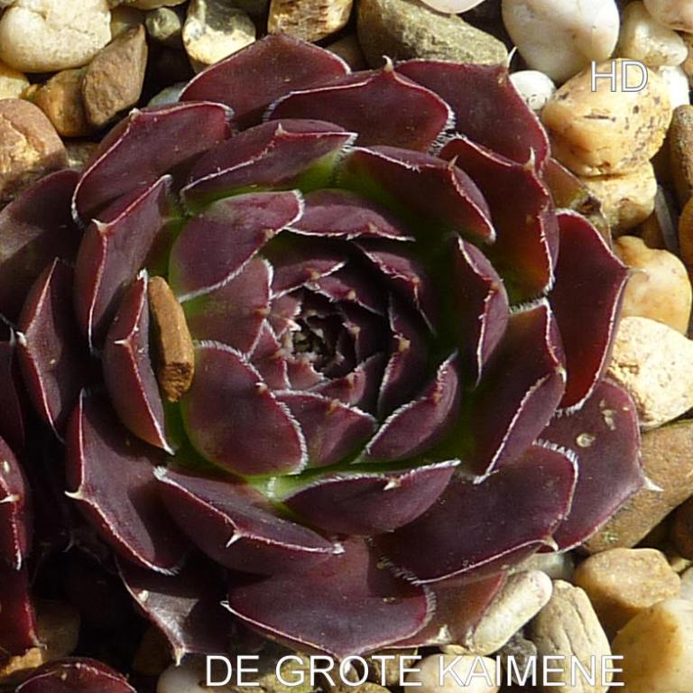 De Grote Kaimene / Jovi