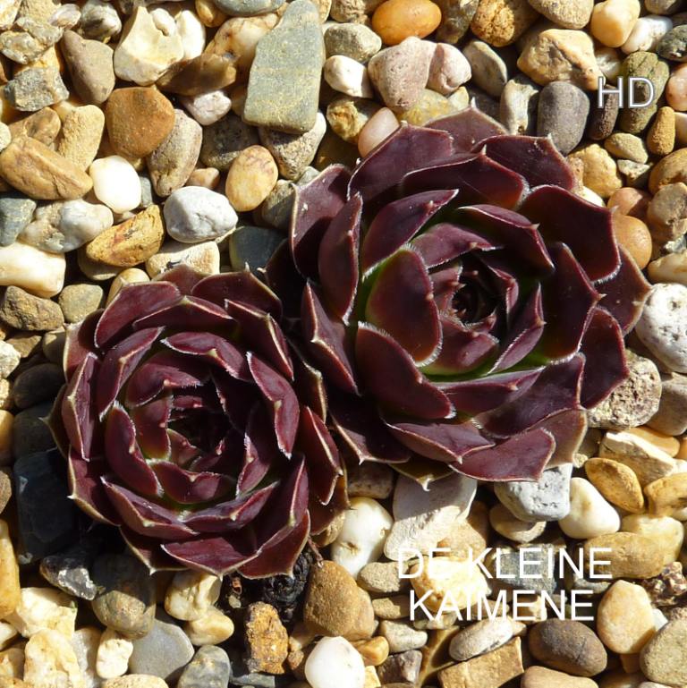 De Kleine Kaimene / Jovi