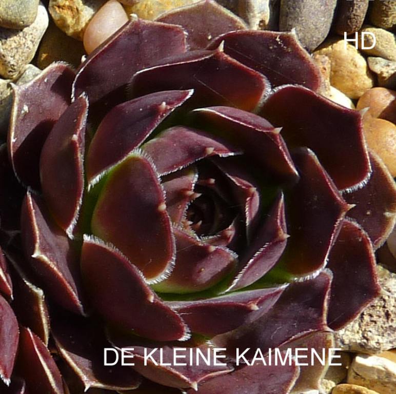 De Kleine Kaimene / Jovi