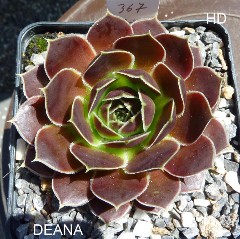 Deana / Jovi
