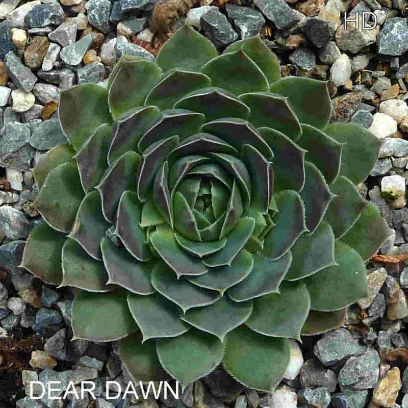 Dear Dawn / Jovi