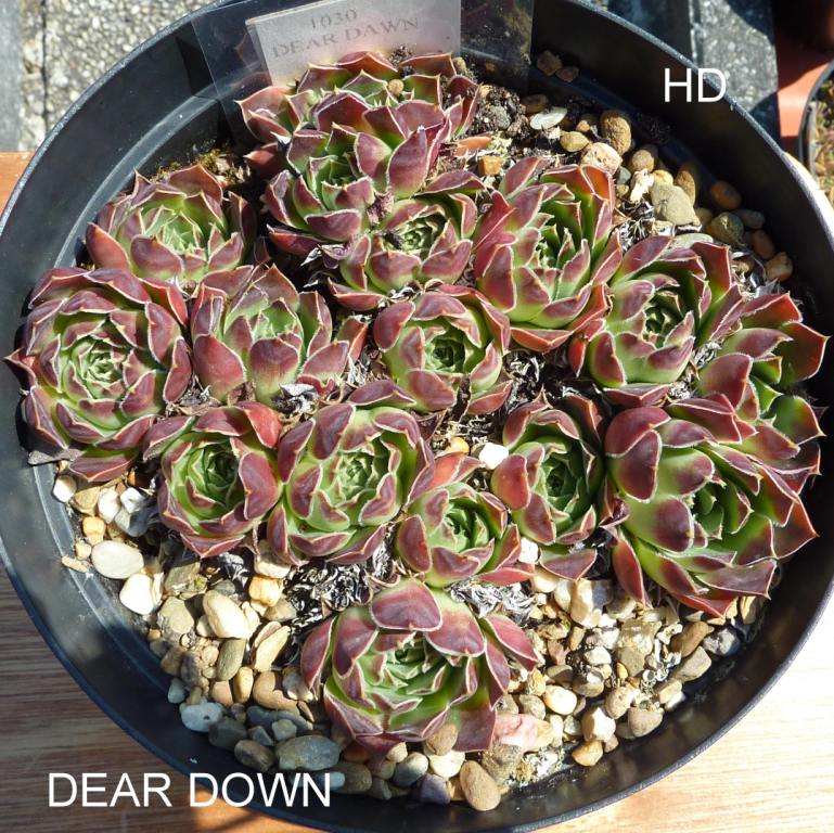Dear Dawn / Jovi