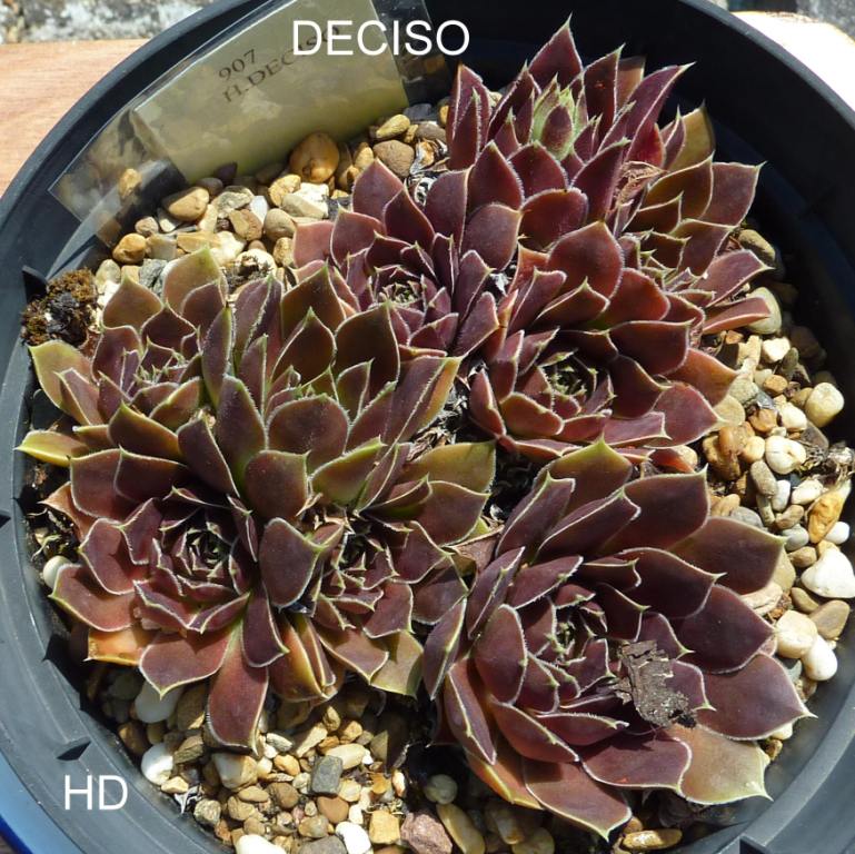 Deciso / Jovi