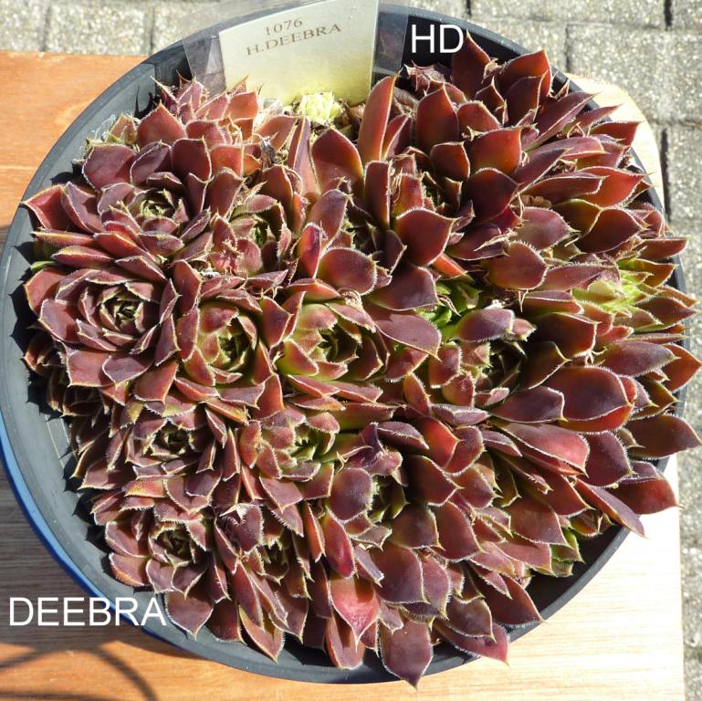 Deebra / Jovi