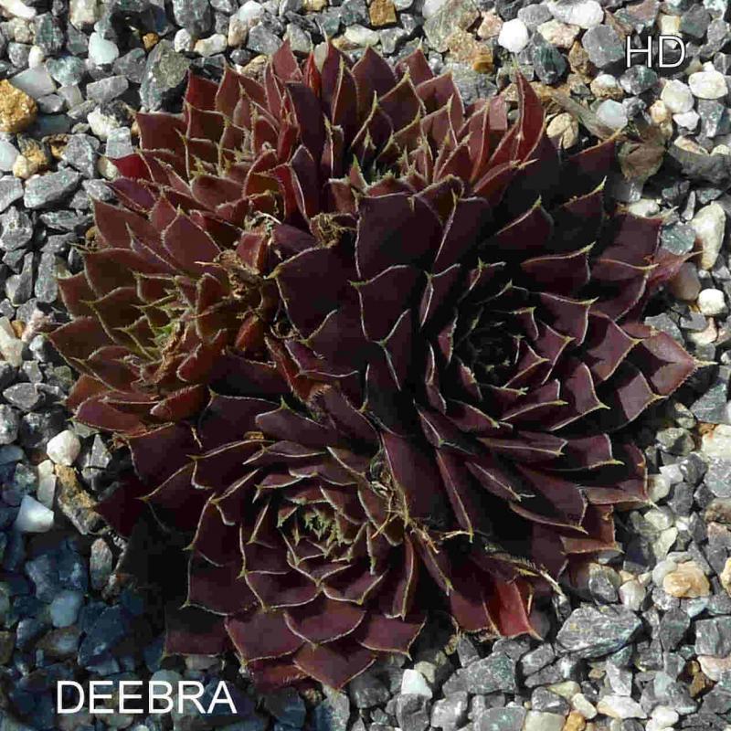 Deebra / Jovi