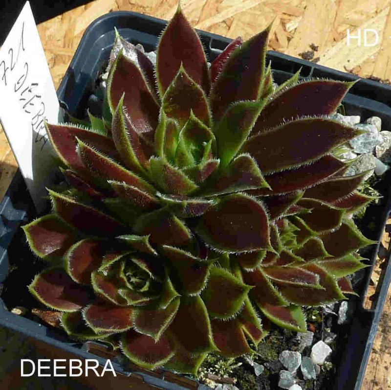 Deebra / Jovi