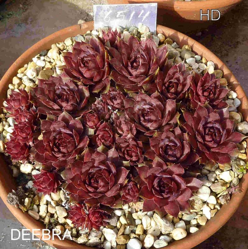 Deebra