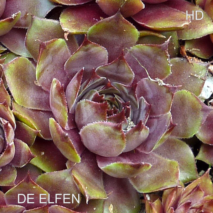 De Elfen