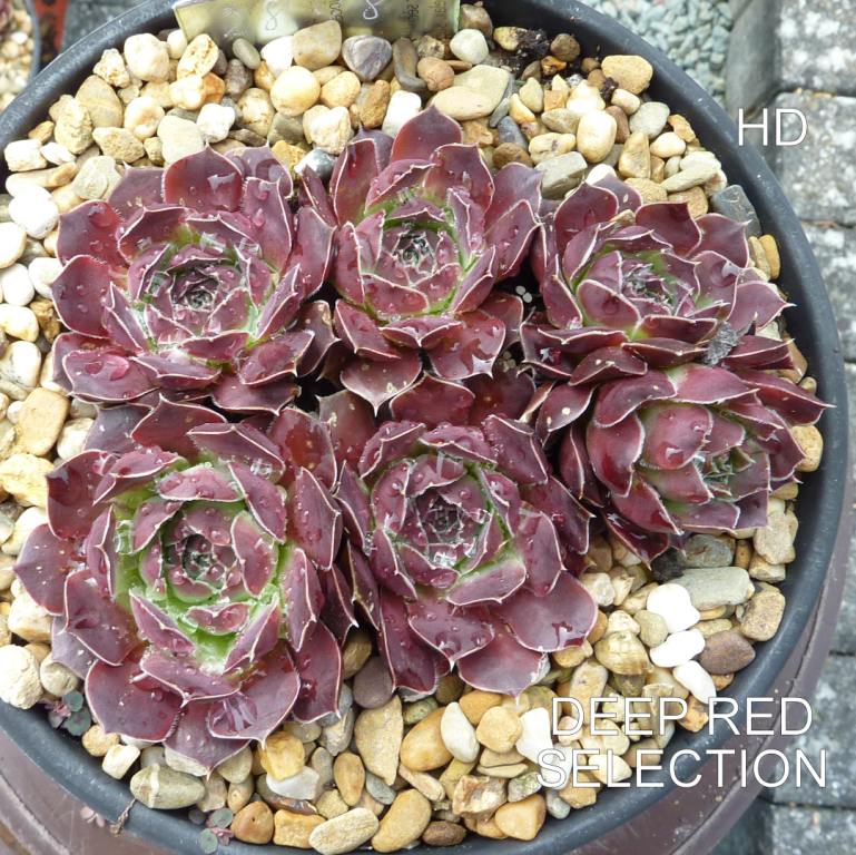 Deep Red Selection / Jovi