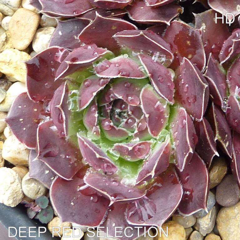 Deep Red Selection / Jovi