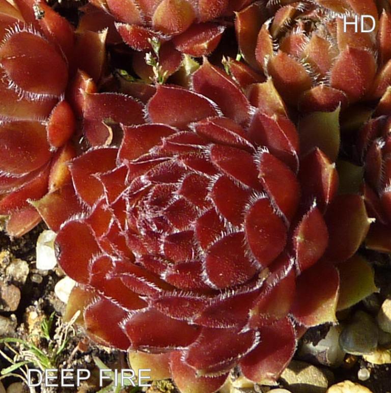 Deep Fire