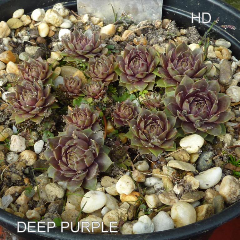 Deep Purple