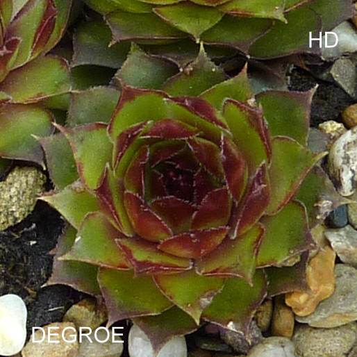 Degroe