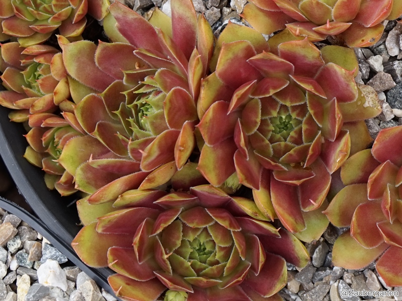 Deimos