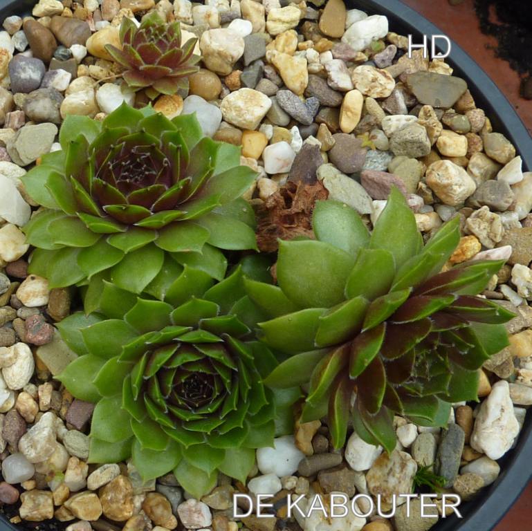 De Kabouter