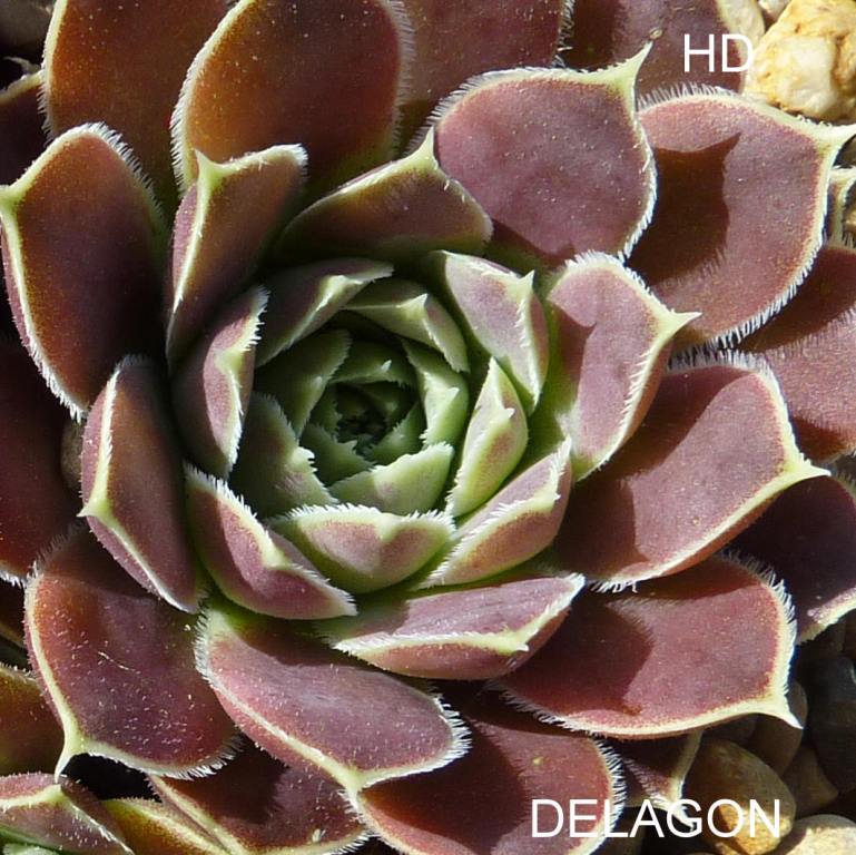 Delagon / Jovi