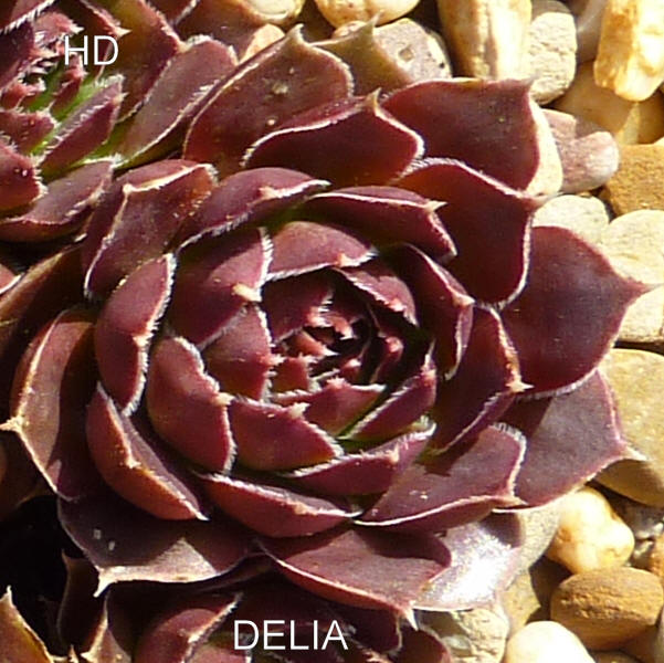 Delia / Jovi